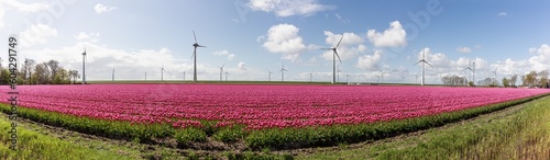 Blühendes Tulpenfeld vor einem Windpark im Nordoostpolder in den Niederlanden