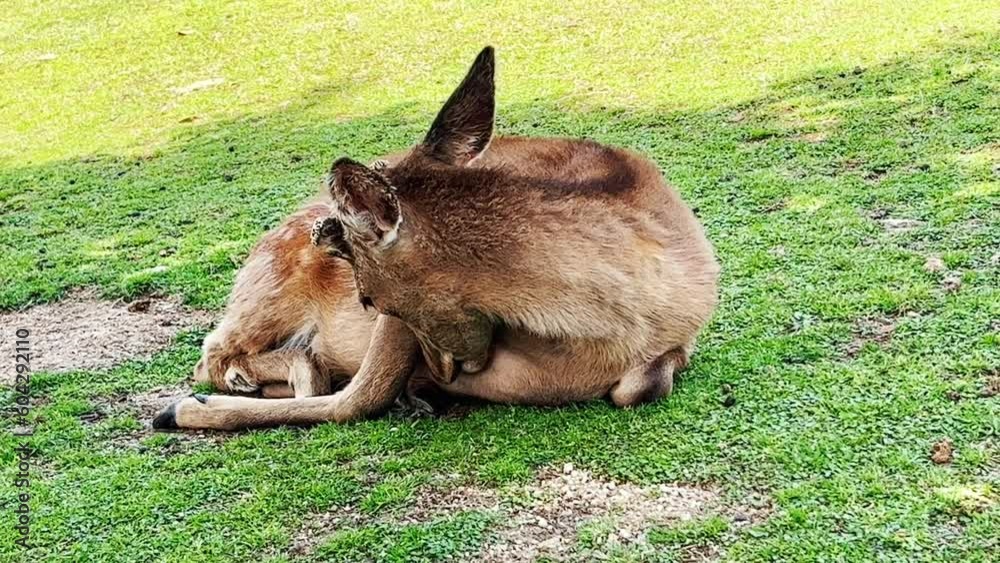 奈良公園 木陰で毛繕いする鹿 奈良公園 木陰で毛繕いする鹿