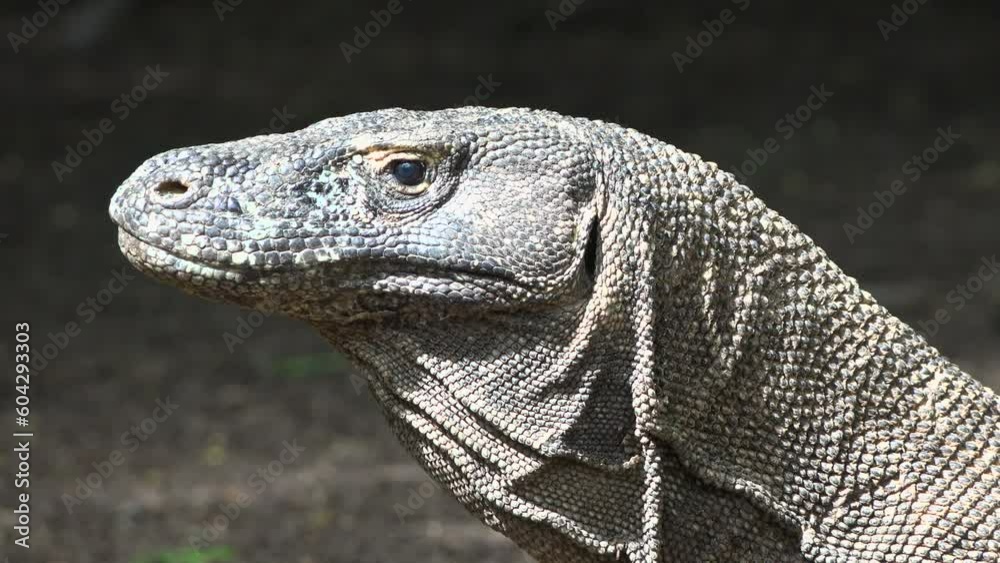 stockvideo-the-komodo-dragon-is-the-biggest-lizard-in-the-world