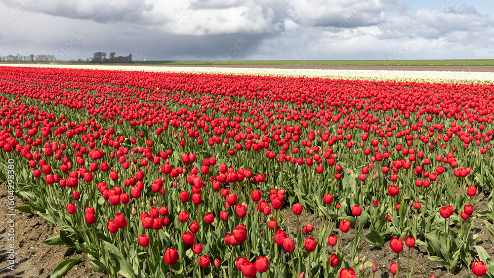 Blühende Tulpenfelder im Frühling an der Tulpenroute in Flevoland