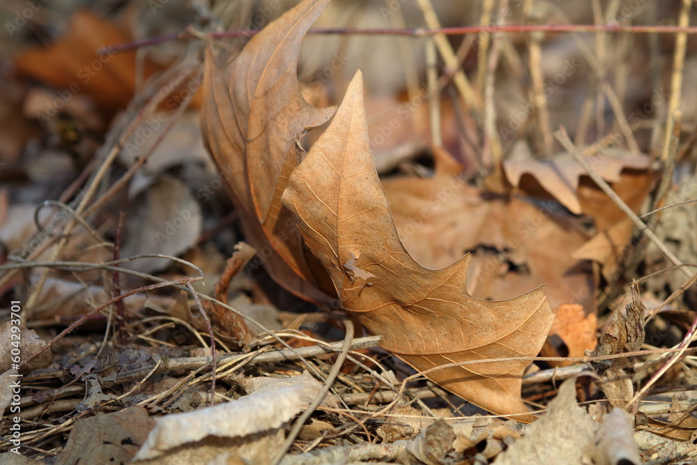 autunno inoltrato autunno inoltrato