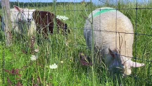 A flock of white and brown sheep grazes on fresh green summer grass along a fenced pasture on a dike in the Biesbosch National Park in The Netherlands. photo