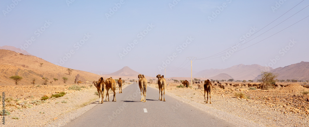 road to the desert and camel crossing the road- Morocco