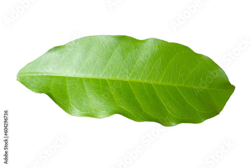 leaves of tropical forest in thailand on transparent background