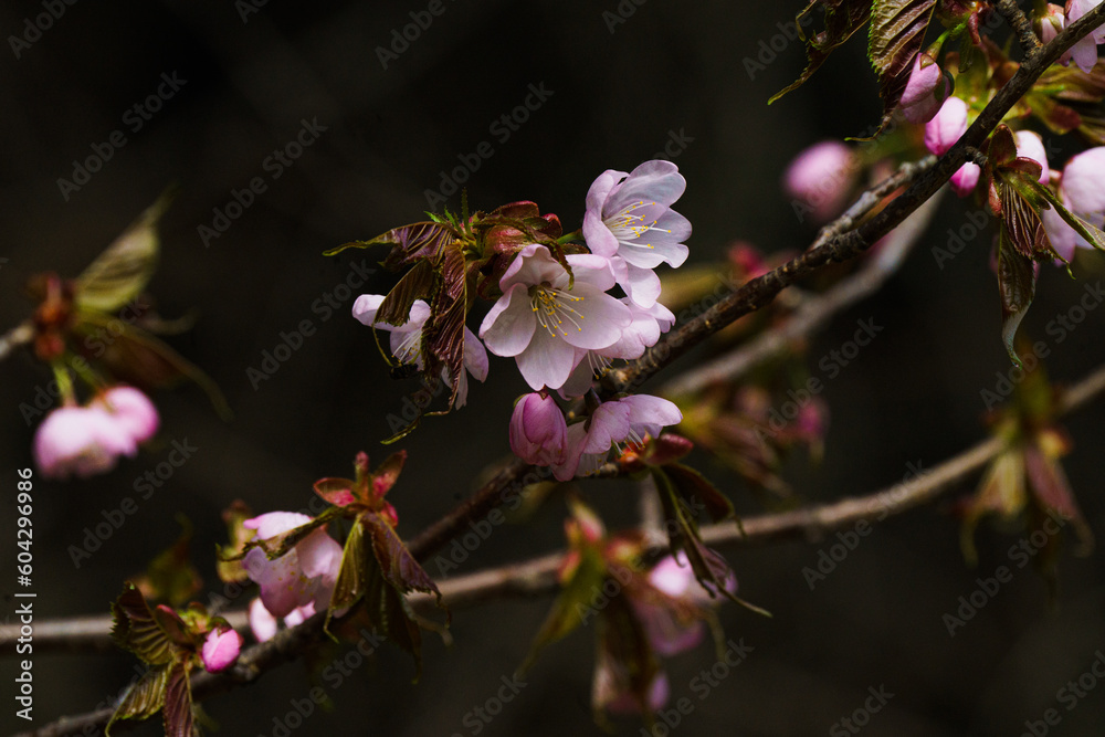 芽吹き始めるエゾ山桜 芽吹き始めるエゾ山桜