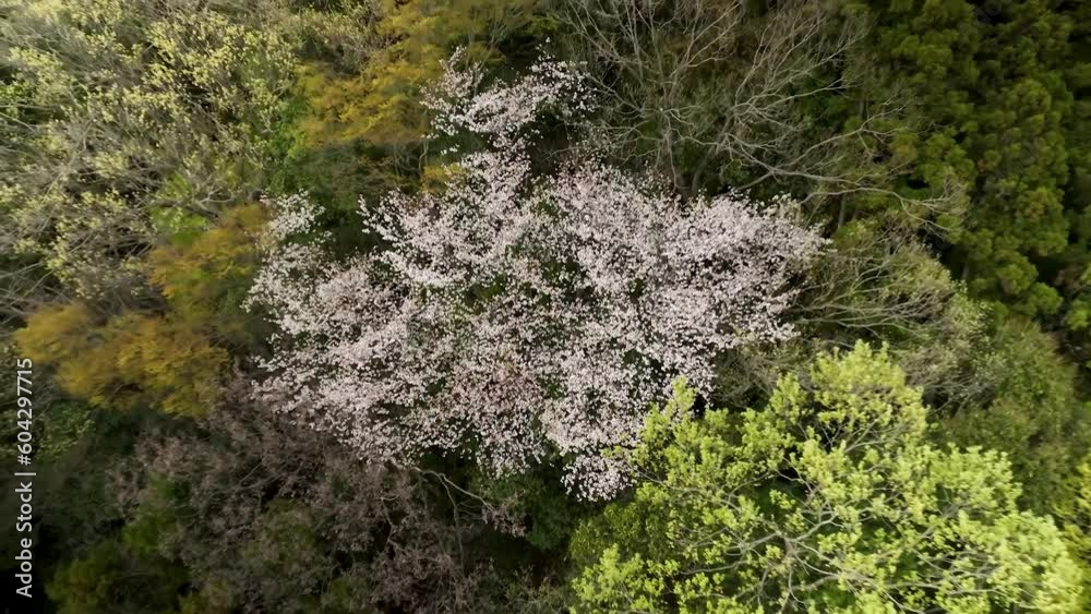 里山に咲く春の山桜 空撮 里山に咲く春の山桜 空撮