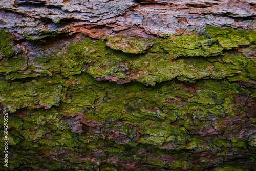 Moss covered tree trunk close-up. Moss cover on tree bark background. Close-up moss texture on tree surface.