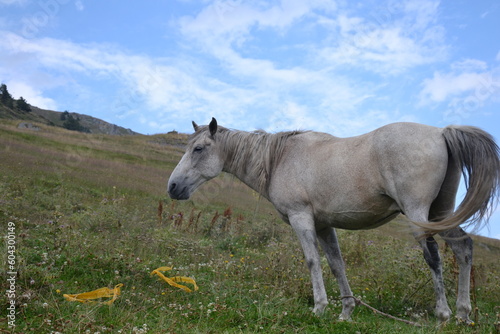 Horse in mountains