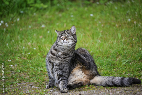 Funny tabby cat with thick fur is sitting in the garden in front of the lawn and scratches itself with the back paw behind the ear, pet and animal health theme, copy space, selected focus