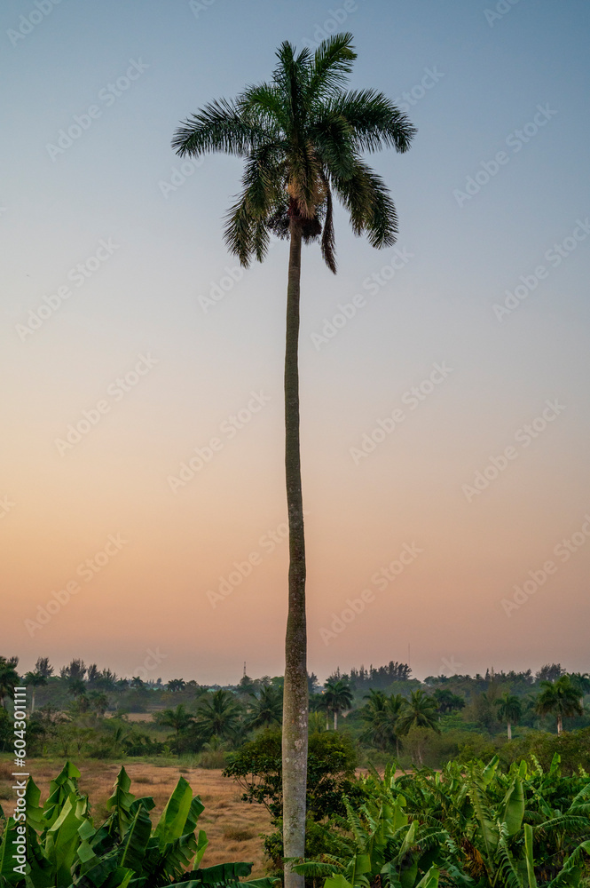 palm trees at sunset