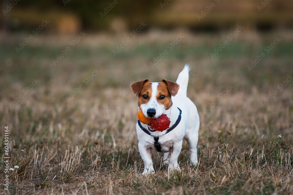 Playful jack russell terrier with toy balls.