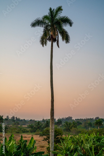palm trees at sunset