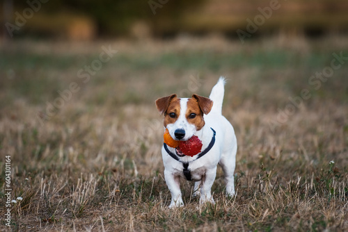 Playful jack russell terrier with toy balls. © Kiryl