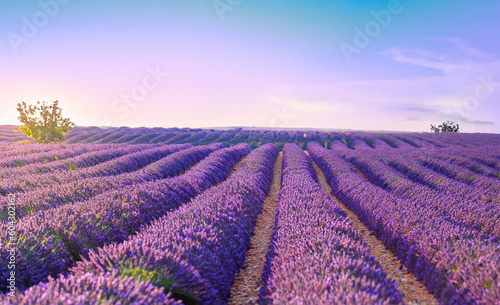 Lavender field at sunset in Provence  France. Generated AI