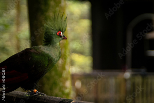 Guinea turaco bird chilling on a bar photo
