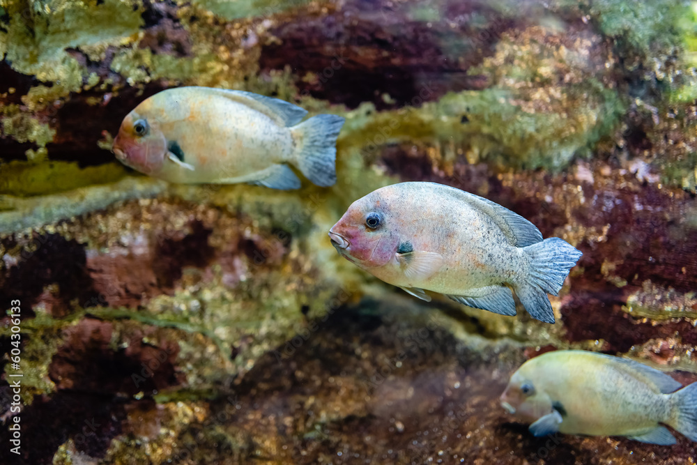Three tropical fish swimming together in the same direction on an out-of-focus coral background. Three tropical fish swimming together in the same direction on an out-of-focus coral background.