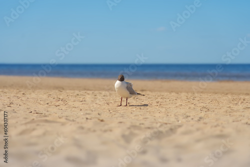 Black headed gull at the beach
