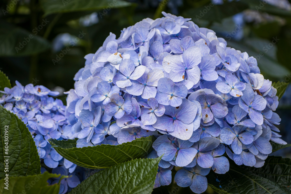 Hydrangeas taken at Yangmingshan National Park in Taipei City, Taiwan on June 21, 2022 Hydrangeas taken at Yangmingshan National Park in Taipei City, Taiwan on June 21, 2022