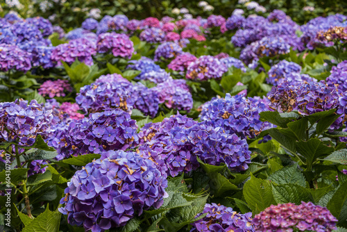 Hydrangeas taken at Yangmingshan National Park in Taipei City  Taiwan on June 21  2022