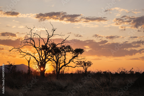 Trees against a sunset sky in Africa
