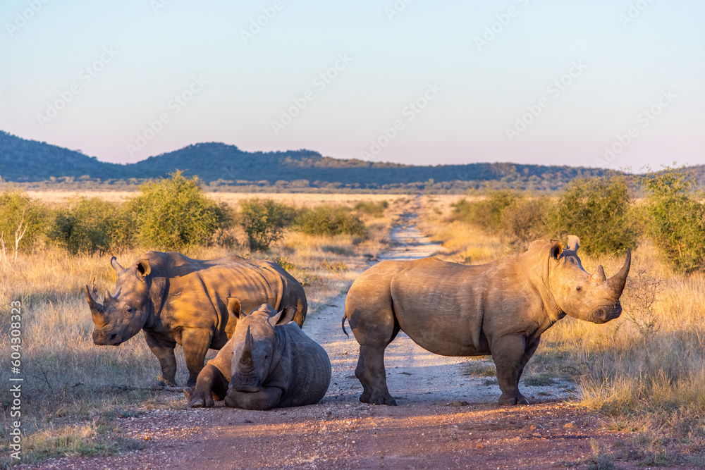 Fototapeta premium Three white rhino on a dirt road with two standing and one lying down in the early morning