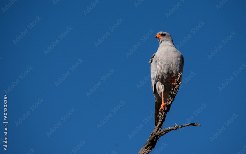 Fototapeta premium Pale chanting goshawk perched at the end of a branch