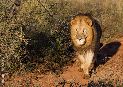 Male lion walking towards viewer photo