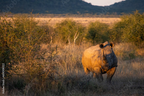 White rhinoceros standing in the grass with mountains behind photo