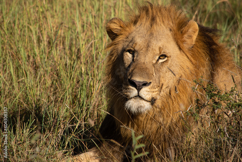 Close up of a male lion's head while lying in the brown grass