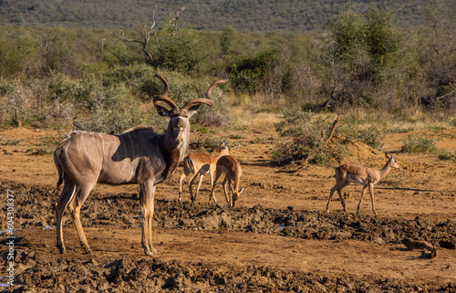 Male kudu standing at a waterhole with impala in the background