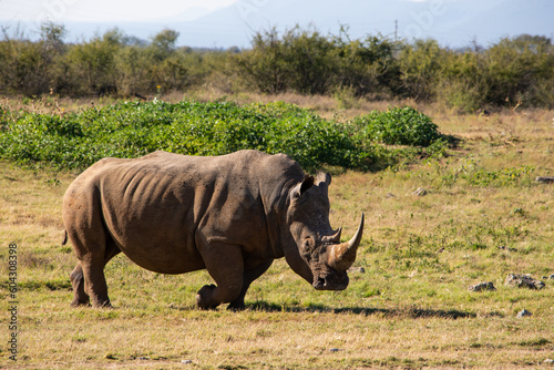 White rhinoceros walking towards the right and seen from the side.