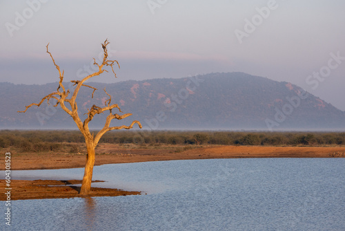 dead tree on left in a waterhole silhouetted against mountains