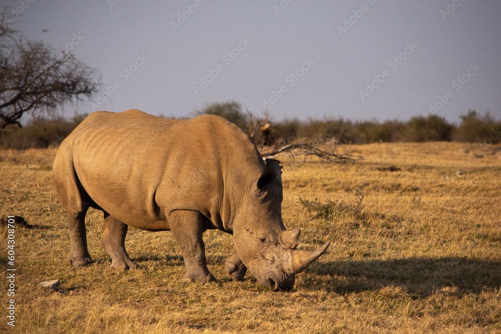 Fototapeta premium white rhino stiffing ground facing right