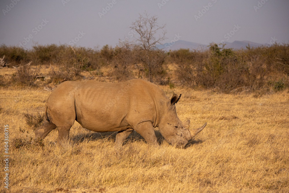 white rhino walking to right with head down white rhino walking to right with head down