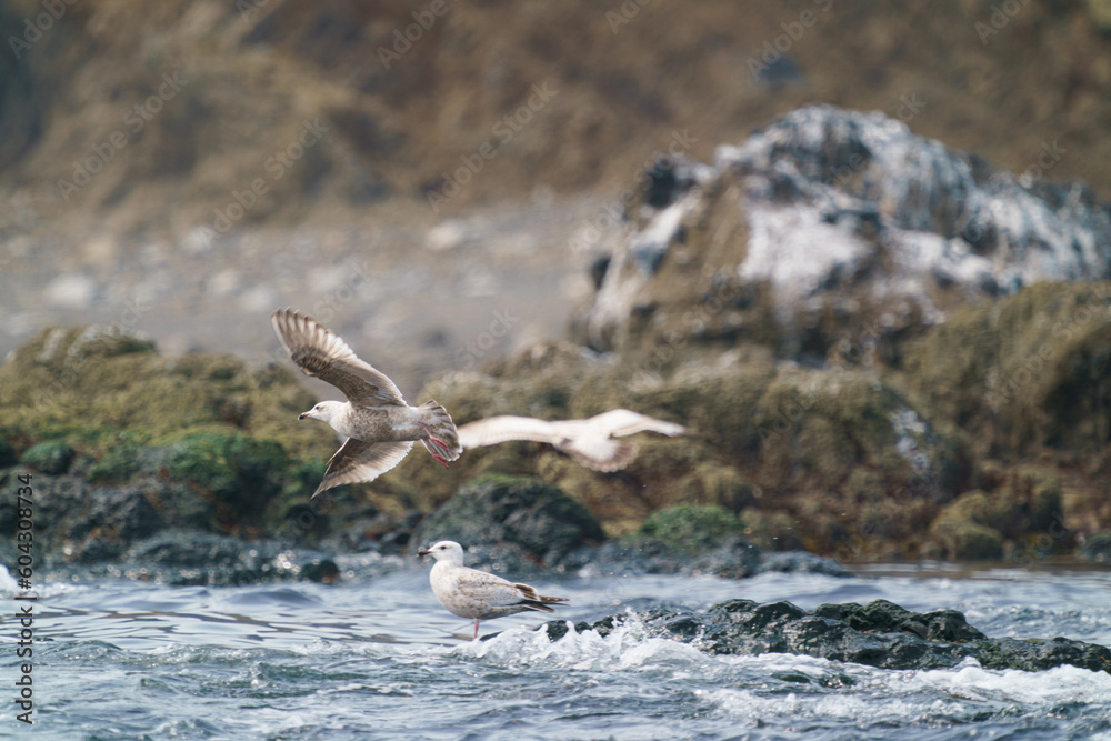 根室海峡の海鳥4 根室海峡の海鳥4