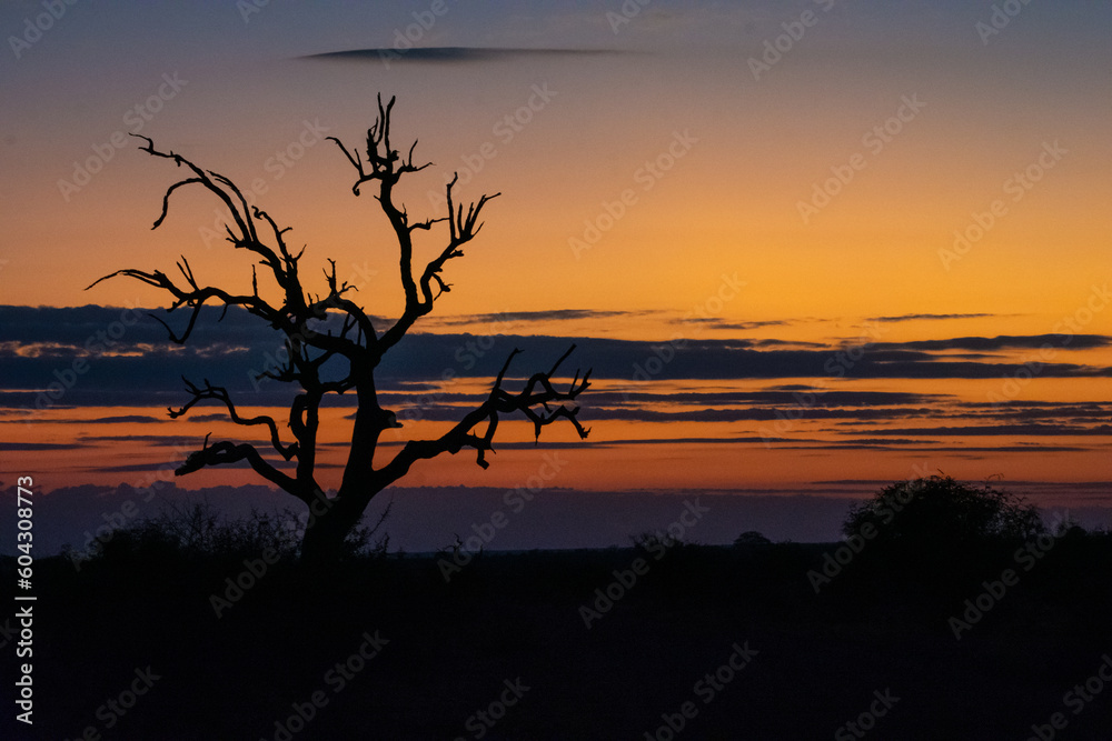 Dead tree silhouetted against a colorful sunset Dead tree silhouetted against a colorful sunset