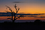 Dead tree silhouetted against a colorful sunset