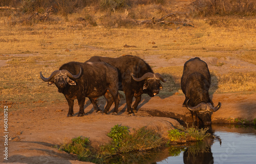 Three male cape buffalo at a waterhole at Madikwe