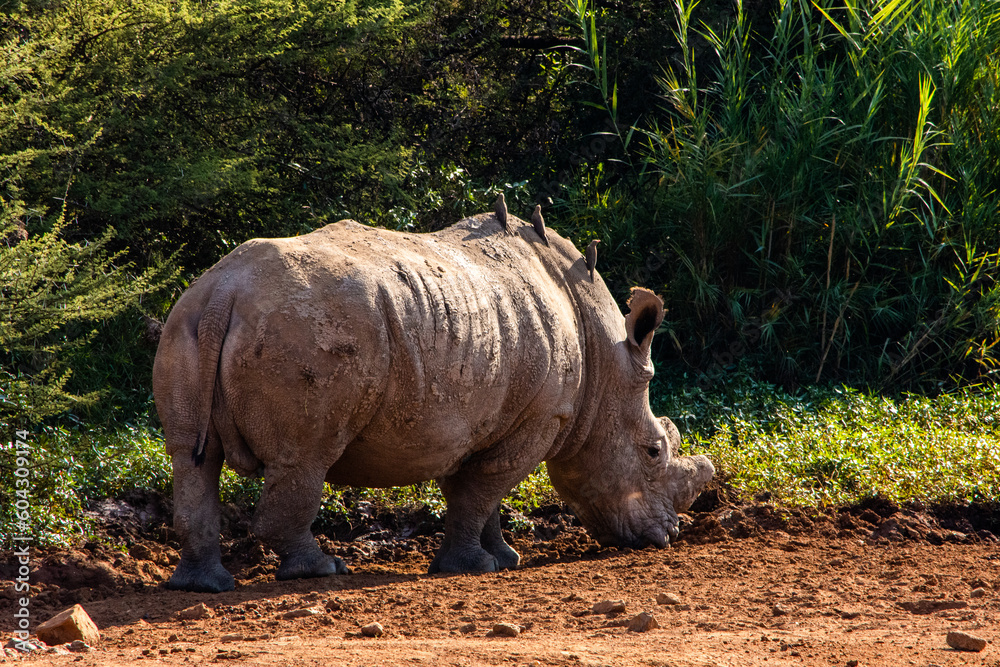 Fototapeta premium White rhino standing with oxpecker birds on its back