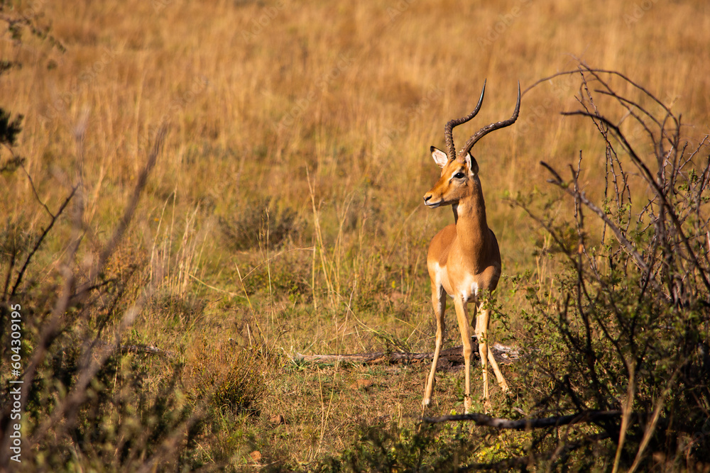 Fototapeta premium Single Impala ram looking right