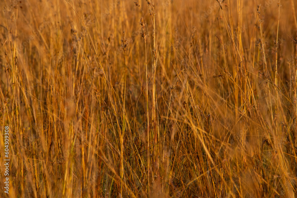 Fototapeta premium Tall grass close up in Pilanesburg