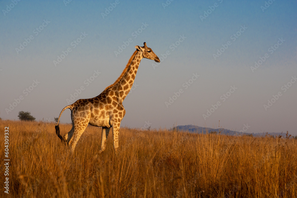 Obraz premium Giraffe standing in grass with blue sky in Pilanesberg