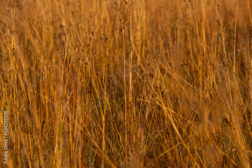 Tall grass close up in Pilanesburg