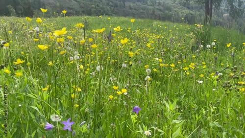 campo fiori prateria natura  photo