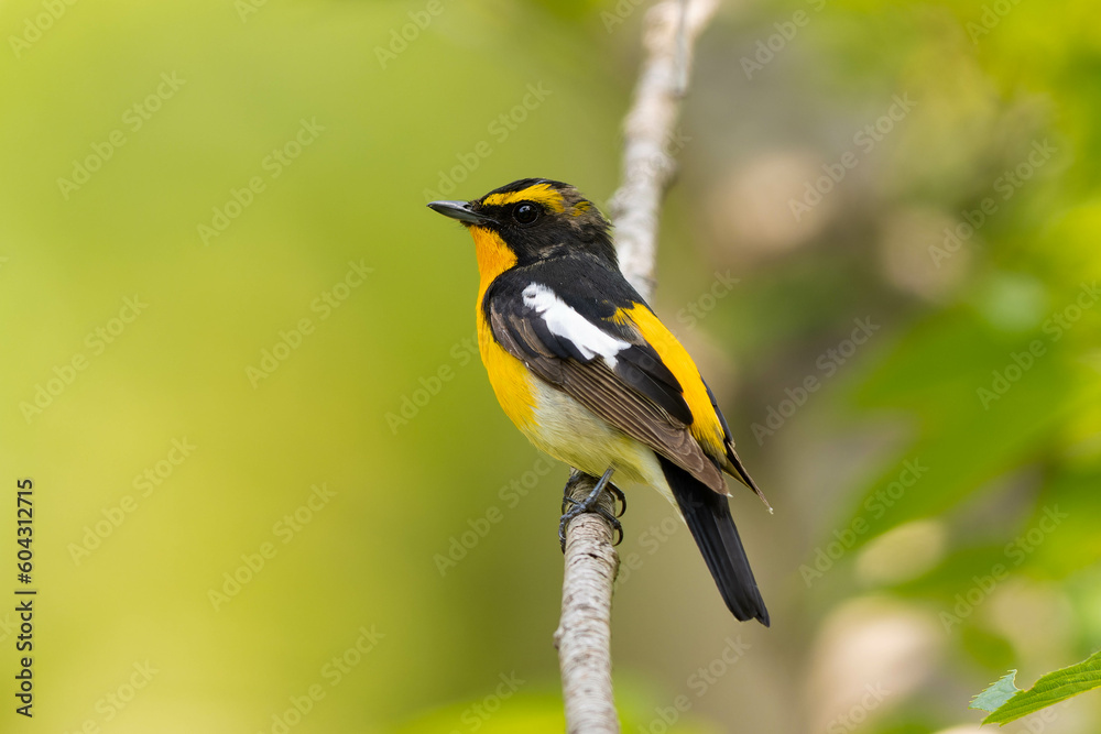 Obraz premium 木々を渡り歩くキビタキの雄