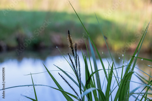 Dewdrops on the flowers and leaves of a sedge on the banks of the Brunnenbach in Siebenbrunn near Augsburg, Germany