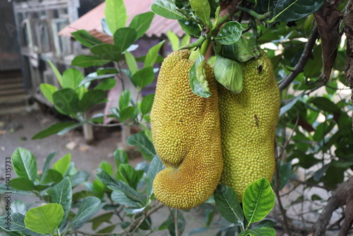 Two large jackfruit in the garden