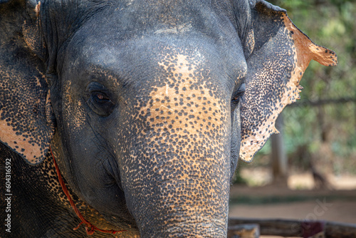 Elephant Sanctuary in Phuket - Thailand - April 2023