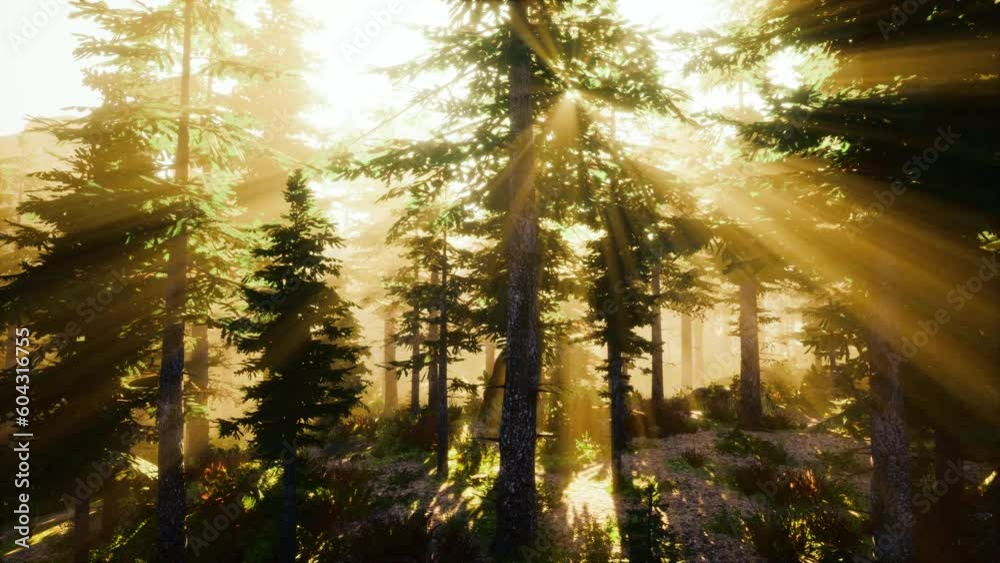 Misty morning in the woods