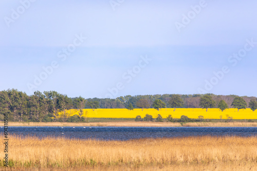 Landschaft mit Schilf, Wasser und Rapsfeld.